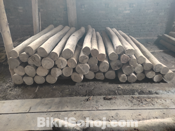 সেগুন গাছ